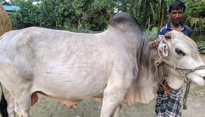 গরুর হাট কাঁপাতে প্রস্তুত নকলার ১৮ মনের ‘নবাব’