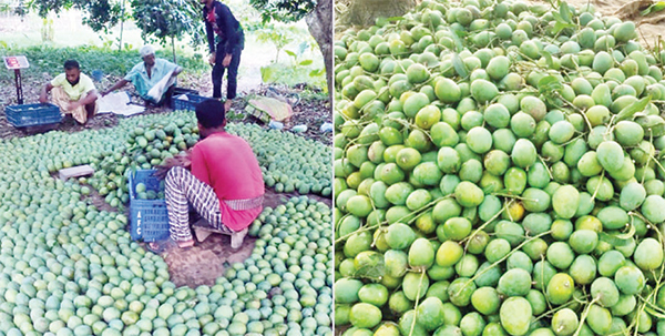 বিশ্ববাজারে সুনাম কুড়িয়েছে সাতক্ষীরার সুসাধু আম