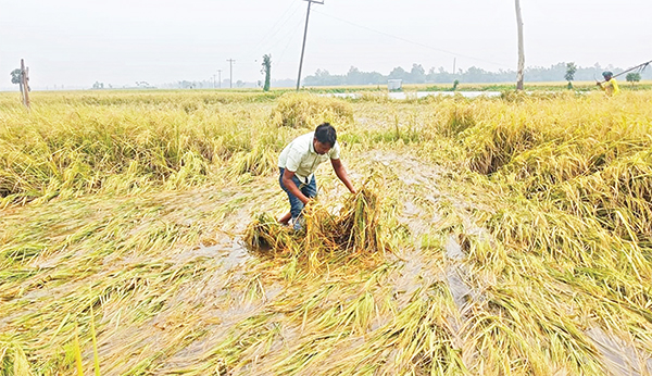 জয়পুরহাটে পানির নিচে ৬২ শতাংশ ধান