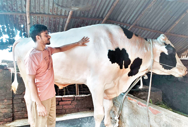 নজর কাড়ছে ৪০ মণের ‘বাংলার রাজা’