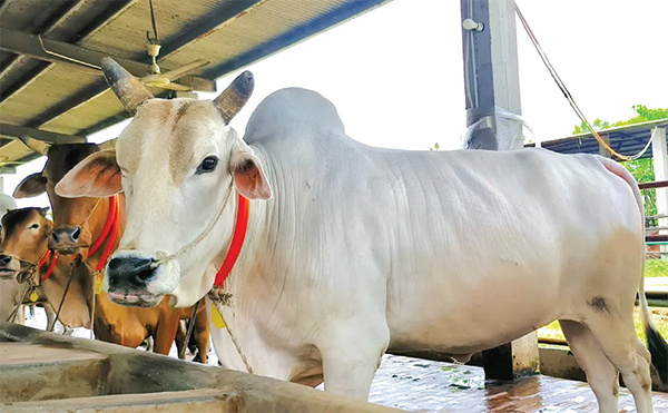 শখের খামারে ভাগ্য পরিবর্তন