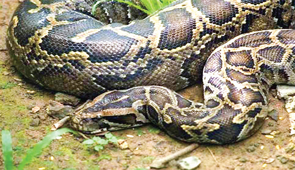 অজগরের পেটে মিলল নিখোঁজ নারীর মরদেহ