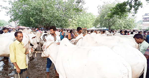 জয়পুরহাটে পশুর আমদানি বেশি