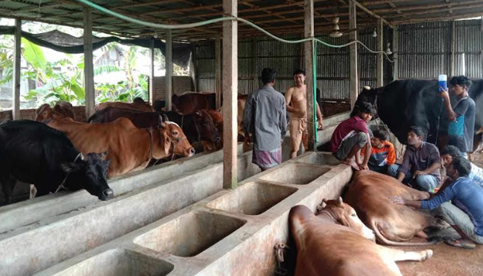 নেত্রকোণায় নেপিয়ার ঘাস খেয়ে ২৬ গরুর মৃত্যু !