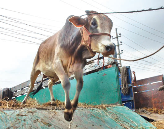 সুস্থ পশু চেনার উপায়