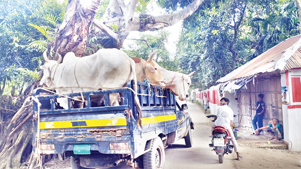 চোরাই গরু বাণিজ্যে দুই ইউপি চেয়ারম্যান