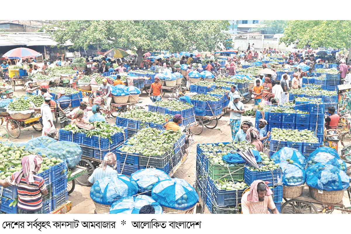 চাঁপাইয়ে আমের ওজনে কারসাজি আড়তদারের কাছে চাষিরা জিম্মি