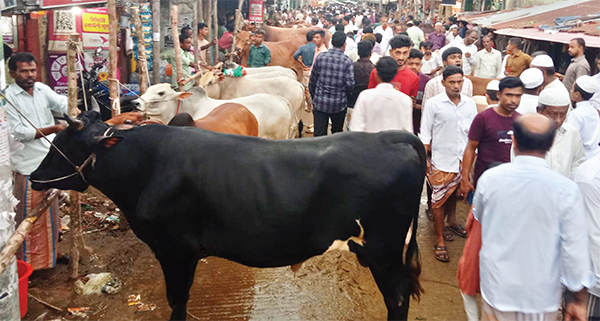 রাস্তা যখন গরুর হাট দুর্ভোগে হাজারো মানুষ