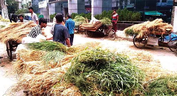 কোরবানি ঘিরে জমজমাট ‘গো-খাদ্যের’ মৌসুমি ব্যবসা