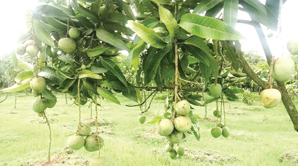 রংপুরের সুস্বাদু হাঁড়িভাঙা আম বাজারে আসবে ২০ জুন থেকে