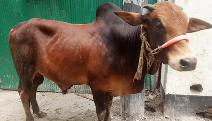 কোরবানির দিনের গুরুত্বপূর্ণ আমল