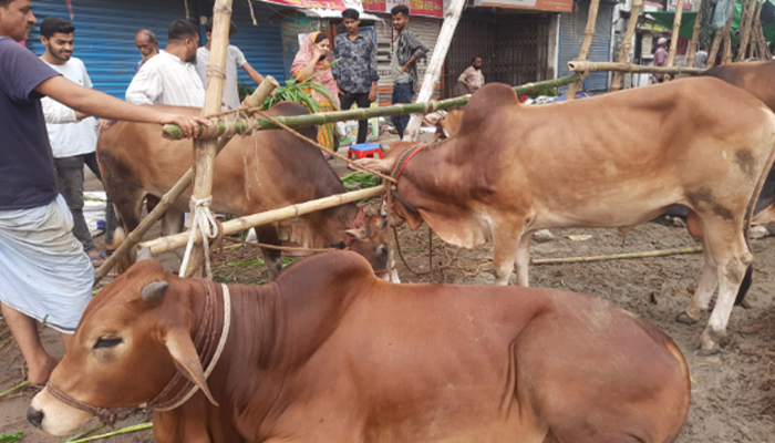 প্রায় ফাঁকা গরুর হাট, কপালে চিন্তার ভাঁজ বড় গরুর মালিকদের