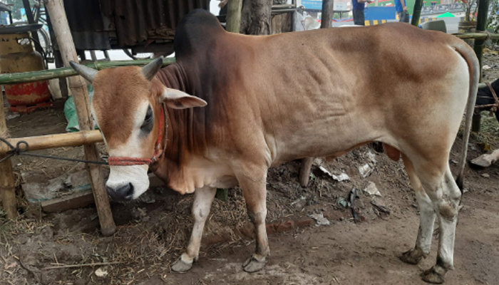 কোরবানির পশু জবাই করার দোয়া