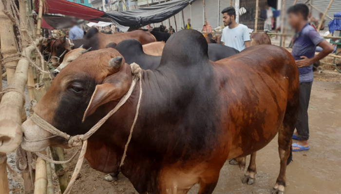 কোরবানির সাড়ে ২৩ লাখ পশু অবিক্রীত, বেশি লোকসানে বড় খামারিরা 