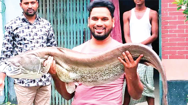 যমুনায় ধরা পড়ল ১৮ কেজি ওজনের বোয়াল