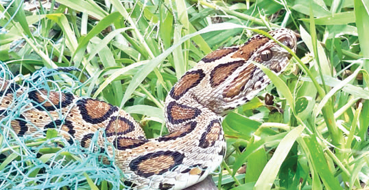 শরীয়তপুরে রাসেল ভাইপার উদ্ধার