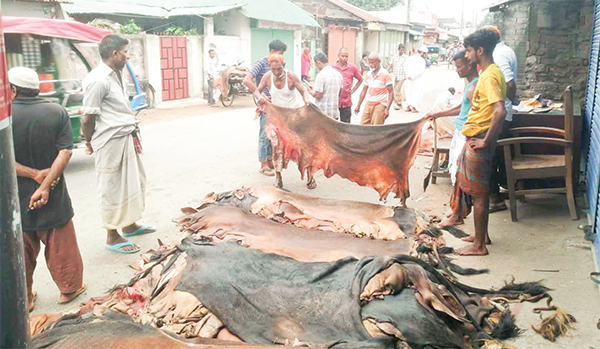 গরুর চামড়া ২০০ টাকা মাটিচাপা ছাগলের চামড়া