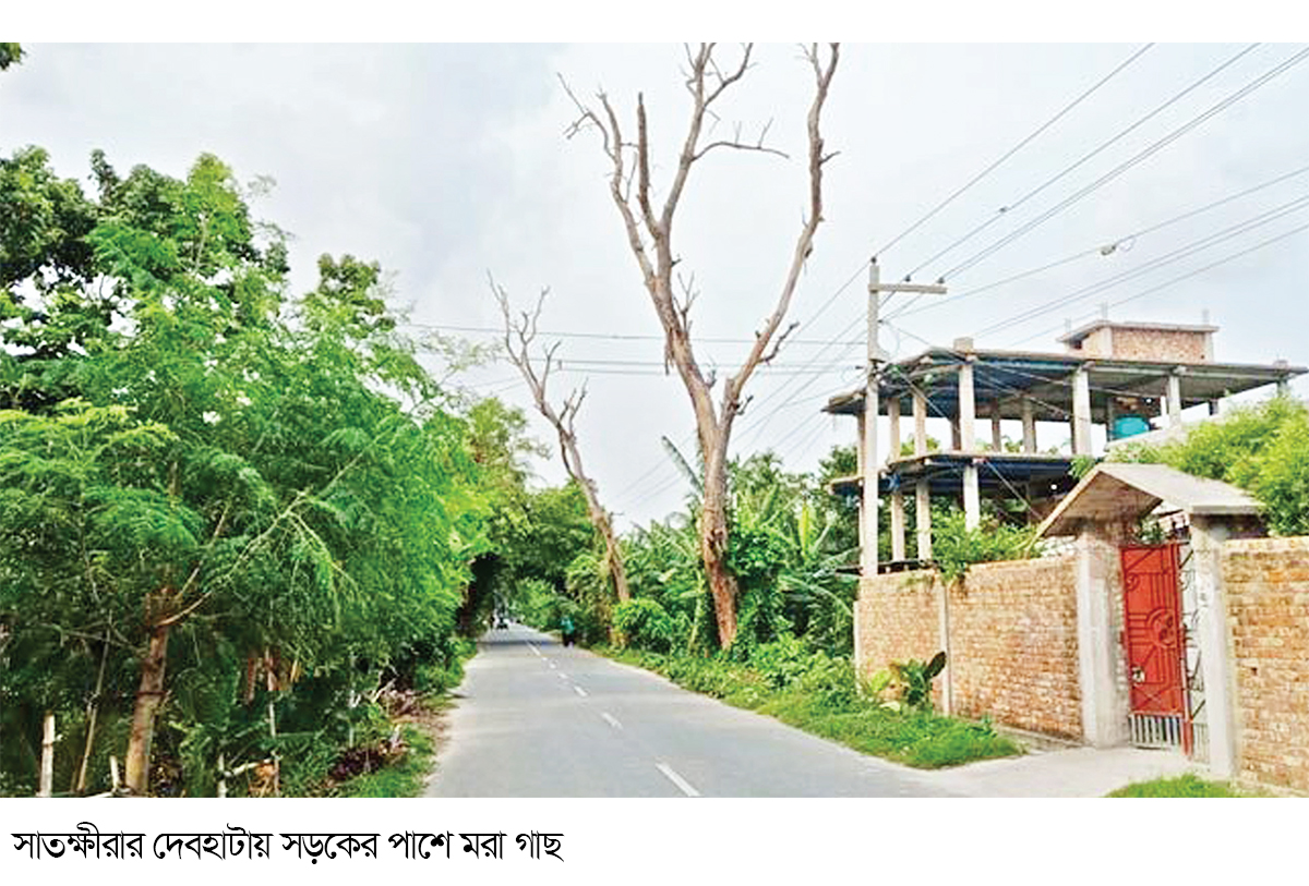 দেবহাটায় সড়কের দুই পাশে হেলে পড়েছে মরা গাছ