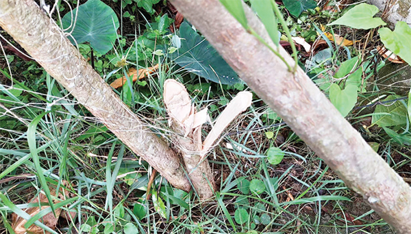 সুবর্ণচর রাতের আঁধারে শতাধিক ফসলি গাছ কাটার অভিযোগ