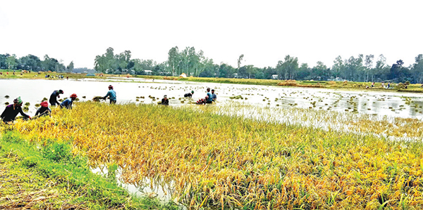 কুড়িগ্রামে স্বল্পমেয়াদি বন্যায় কৃষিতে ক্ষতি