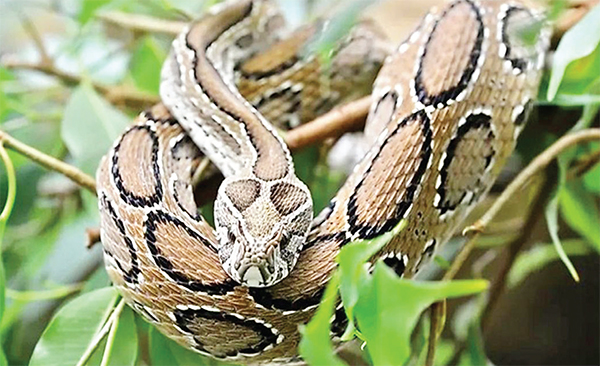 কেশবপুরে রাসেলস ভাইপার