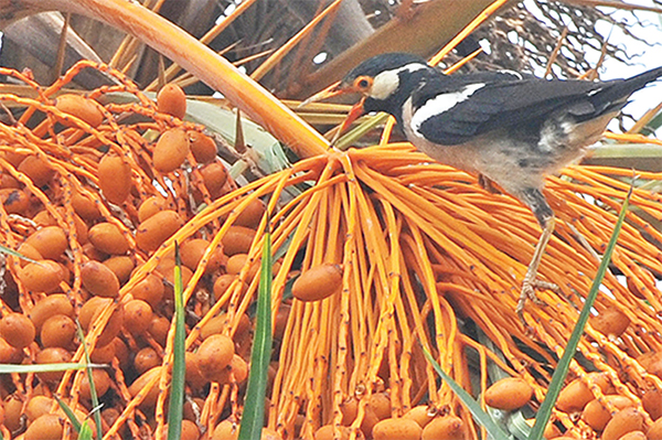 কালের পরিক্রমায় হারিয়ে যাচ্ছে দেশীয় খেজুর