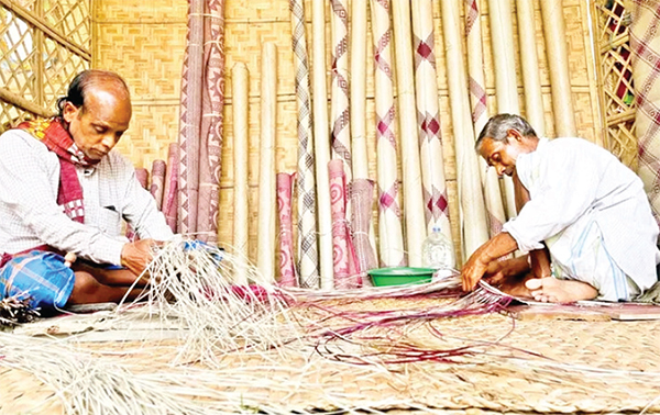 বিলুপ্তির পথে শীতলপাটির মূর্তার চাষ