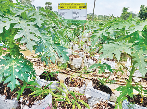 বস্তায় আদা চাষ করে সফল জয়পুরহাটের চাষি রুস্তম আলী