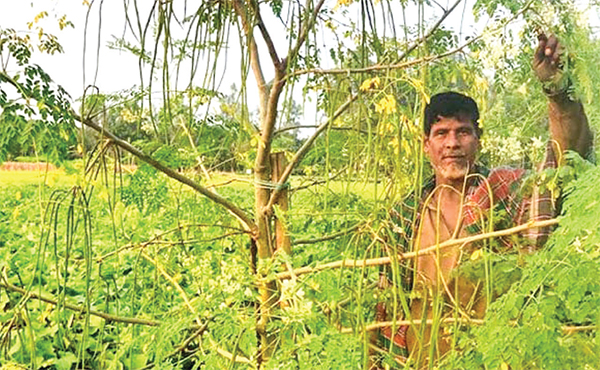 টাঙ্গাইলে বাণিজ্যিকভাবে শুরু হয়েছে বারোমাসি সজনে চাষ