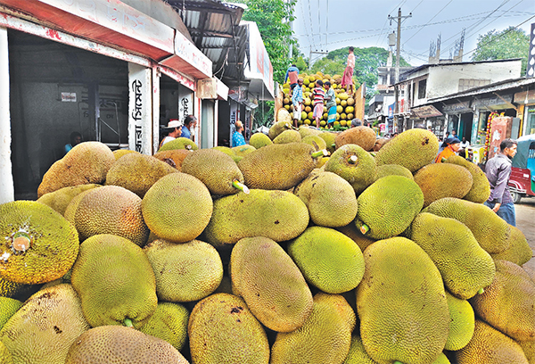 কাপাসিয়ায় কাঁঠালের বাম্পার ফলন