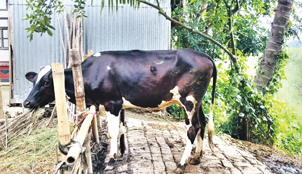 গর্ভধারণ ছাড়াই দুধ দিচ্ছে গরু