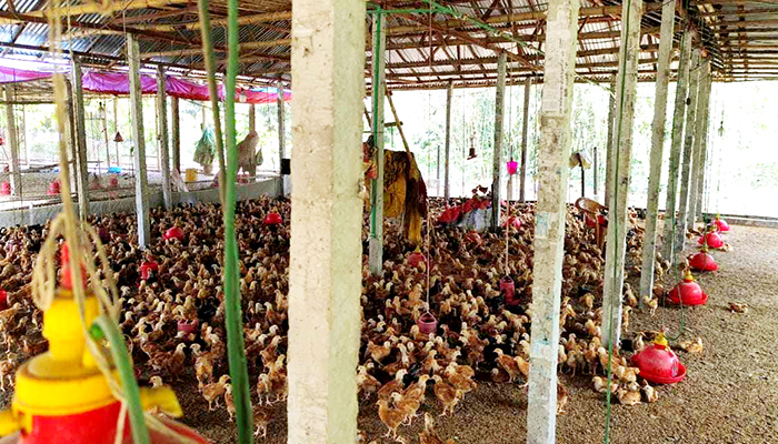 জনবসতিপূর্ণ এলাকায় পোল্ট্রি খামার, অতিষ্ঠ এলাকাবাসী