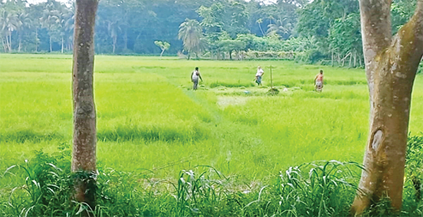 ফসলি জমিতে স্টেডিয়াম নির্মাণের প্রস্তাবনা