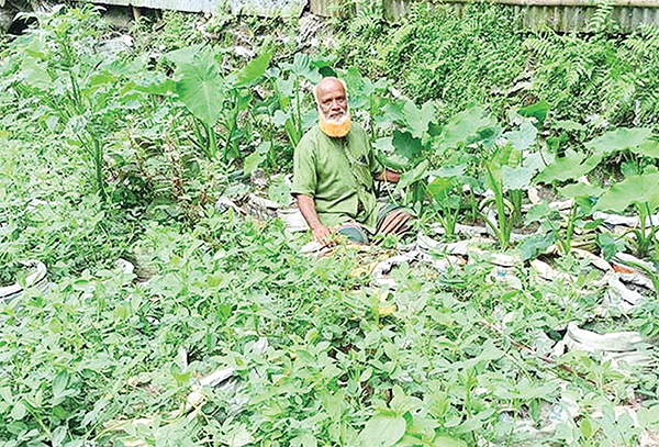 বস্তায় কপি ও কচু চাষে স্বাবলম্বী কৃষক