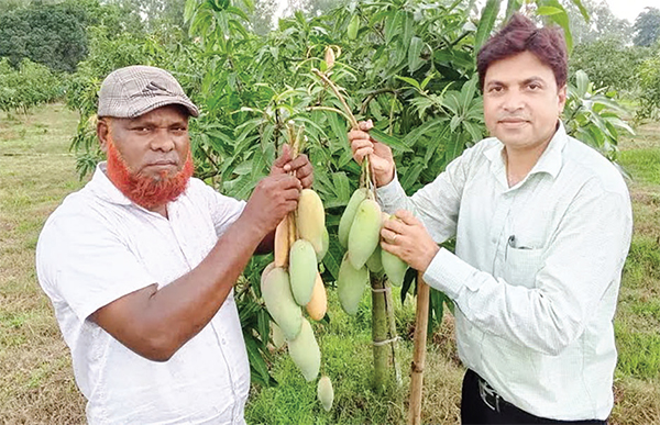 দিনাজপুরের ব্যানানা আম যাচ্ছে সুইজারল্যান্ডে