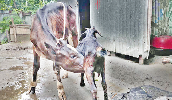 ছাগলের দুধ খাচ্ছে গরুর বাছুর