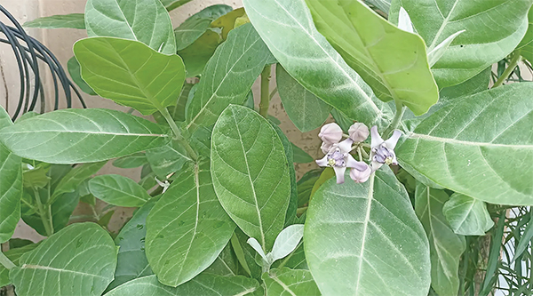 বিলুপ্তির মুখে ঔষধি আকন্দ