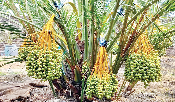 ফুলবাড়ীতে মরুর খেজুর চাষে সফলতা