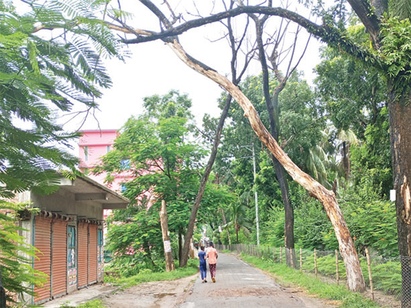 সড়কের মরা গাছের ডালপালা ভেঙে আহত হচ্ছে মানুষ