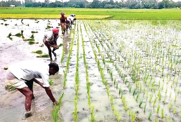 দিনাজপুরে আমন চাষের লক্ষ্য নির্ধারণ