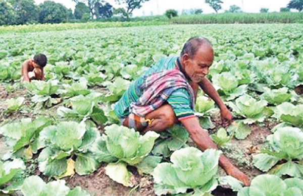 যশোরে আগাম শীতকালীন সবজির বাম্পার ফলন