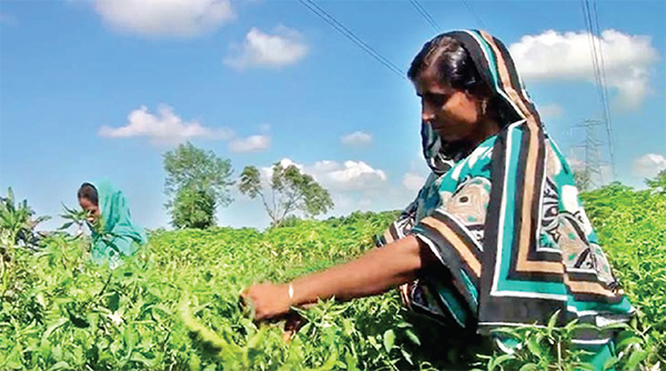 মরিচ চাষিদের মুখে হাসি