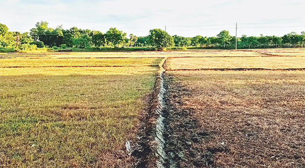 শালিখায় পরিবেশ বিধ্বংসী ঘাসমারা বিষের ছড়াছড়ি