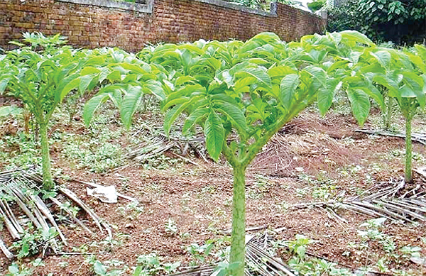 গোপালগঞ্জে বৃদ্ধি পাচ্ছে কন্দাল ফসলের আবাদ