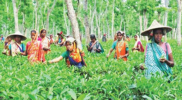 মাধবপুর চা বাগানে বেড়েছে উৎপাদন ব্যয়