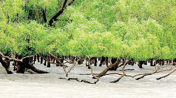 আমাদের সুন্দরবন