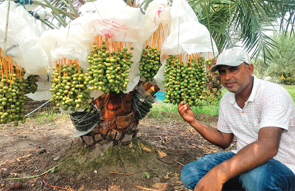 সৌদির খেজুর চাষে জাকিরের চমক