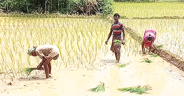 বিরামপুরে চাষের পানি কিনতে হিমশিম খাচ্ছে কৃষক