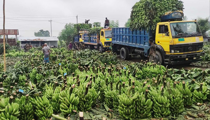 দিনাজপুরে কলা চাষে ঝুঁকছেন কৃষকেরা