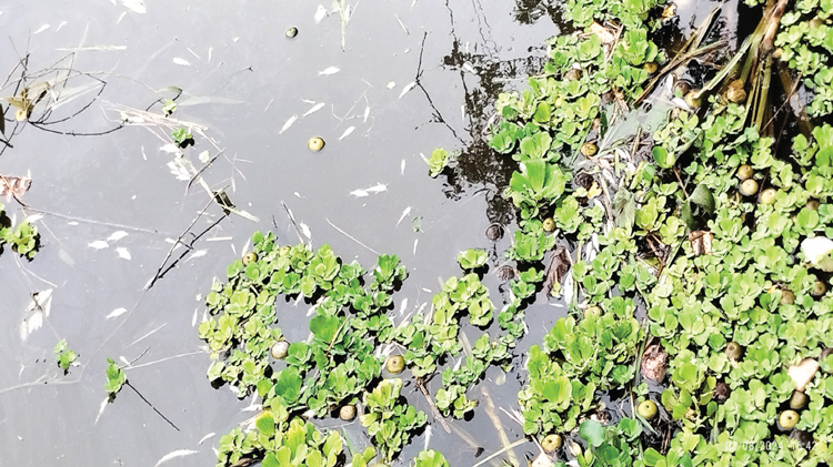 রংপুরে দিনে হামলা রাতে পুকুরে বিষ ঢেলে মাছ নিধন